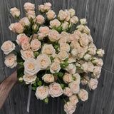 Load image into Gallery viewer, SPRAY ROSE LIGHT PINK IRISHKA - Light Pink / 40 to 50 CM / 10 - Fresh Cut Flowers