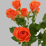 Load image into Gallery viewer, SPRAY ROSE ORANGE - Orange / 40 to 50CM / 10 - Fresh Cut Flowers