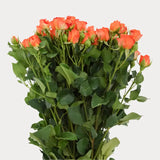 Load image into Gallery viewer, SPRAY ROSE ORANGE - Orange / 40 to 50CM / 10 - Fresh Cut Flowers