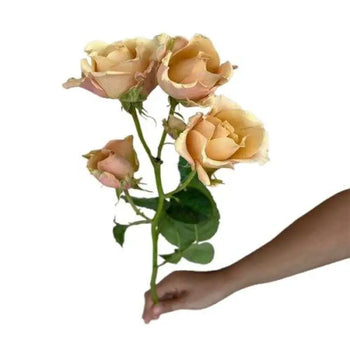 SPRAY ROSE SAHARA SENSATION - bloombybunches