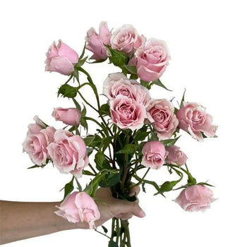 SPRAY ROSE PINK MAJOLIKA - bloombybunches