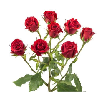 SPRAY ROSE MIKADO - bloombybunches