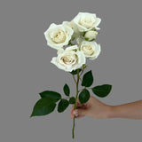 Load image into Gallery viewer, SPRAY ROSE WHITE MAJOLIKA - bloombybunches
