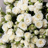 Load image into Gallery viewer, SPRAY ROSE WHITE - White / 40 to 50 CM / 10 - Fresh Cut Flowers