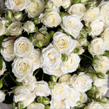 SPRAY ROSE WHITE - White / 40 to 50 CM / 10 - Fresh Cut Flowers