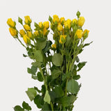 Load image into Gallery viewer, SPRAY ROSE YELLOW - Yellow / 40 to 50 CM / 10 - Fresh Cut Flowers