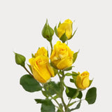 Load image into Gallery viewer, SPRAY ROSE YELLOW - Yellow / 40 to 50 CM / 10 - Fresh Cut Flowers