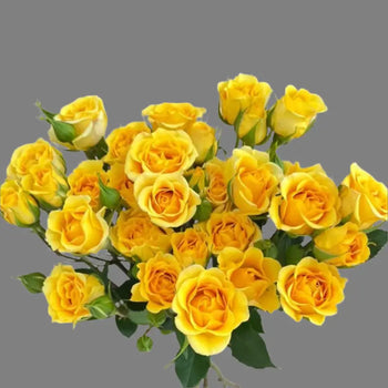 SPRAY ROSE YELLOW BABE - bloombybunches