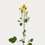 Load image into Gallery viewer, SPRAY ROSE YELLOW - Yellow / 40 to 50 CM / 10 - Fresh Cut Flowers