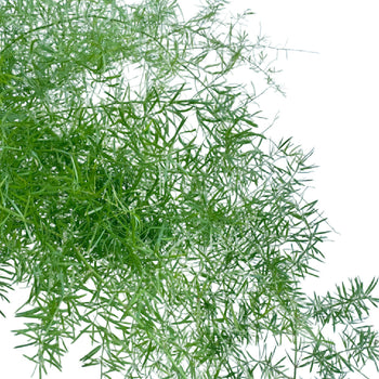 Asparagus Sprengeri Fern with delicate, thin branching green leaves used as floral filler