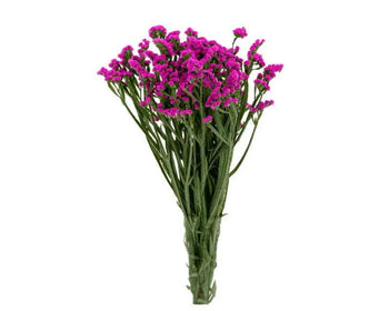 STATICE HOT PINK - bloombybunches