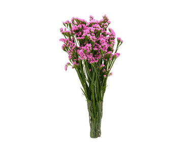 STATICE MEDIUM PINK - bloombybunches