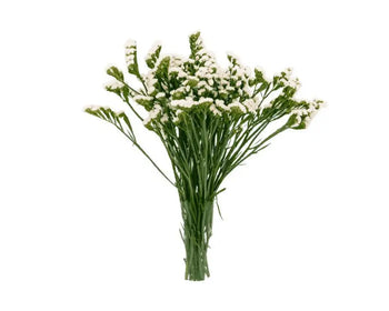 STATICE WHITE - bloombybunches