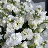 Load image into Gallery viewer, STOCK FLOWER WHITE - White / 20 - 26 Inch (70CM) / 10 - Fresh Cut Flowers
