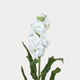 Load image into Gallery viewer, STOCK WHITE - bloombybunches