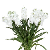 Load image into Gallery viewer, STOCK WHITE - bloombybunches