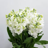 Load image into Gallery viewer, STOCK FLOWER WHITE - White / 20 - 26 Inch (70CM) / 10 - Fresh Cut Flowers