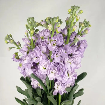 STOCK LAVENDER - Lavender / 20 - 26 Inch (70CM) / 10 - Fresh Cut Flowers