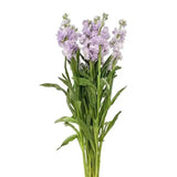 Load image into Gallery viewer, STOCK LAVANDER - bloombybunches