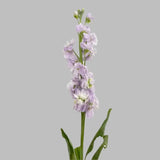 Load image into Gallery viewer, STOCK LAVENDER - Lavender / 20 - 26 Inch (70CM) / 10 - Fresh Cut Flowers