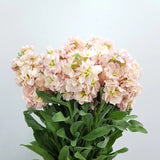 Load image into Gallery viewer, STOCK PEACH - Peach / 20- 26 Inch (70CM) / 10 - Fresh Cut Flowers