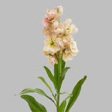 Load image into Gallery viewer, STOCK PEACH - Peach / 20- 26 Inch (70CM) / 10 - Fresh Cut Flowers