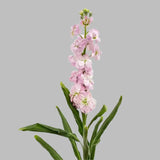 Load image into Gallery viewer, STOCK PINK - Pink / 20 - 26 Inch (70CM) / 10 - Fresh Cut Flowers