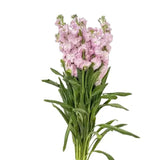 Load image into Gallery viewer, STOCK PINK - bloombybunches