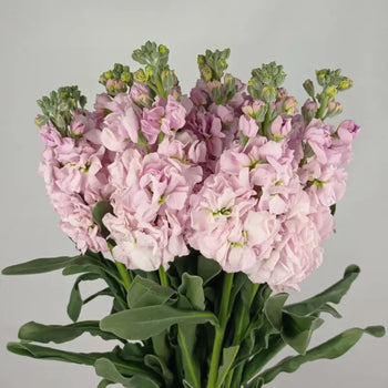 STOCK PINK - Pink / 20 - 26 Inch (70CM) / 10 - Fresh Cut Flowers