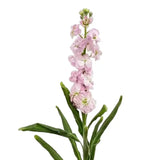 Load image into Gallery viewer, STOCK PINK - bloombybunches