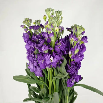 STOCK PURPLE - Purple / 20- 26 Inch (70CM) / 10 - Fresh Cut Flowers