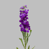 Load image into Gallery viewer, STOCK PURPLE - Purple / 20- 26 Inch (70CM) / 10 - Fresh Cut Flowers