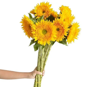 bouquet of small Sunflower Golden Eye with bright yellow petals and green centers held by hand