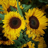 Load image into Gallery viewer, SUNFLOWER DARK EYE_MEDIUM