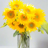 Load image into Gallery viewer, SUNFLOWER GOLDEN EYE - MEDIUM