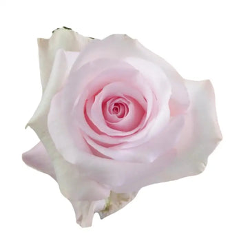 SWEET AKITO LIGHT PINK ROSE - bloombybunches
