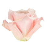 Load image into Gallery viewer, ROSE SWEET ESCIMO LIGHT PINK 50CM - bloombybunches