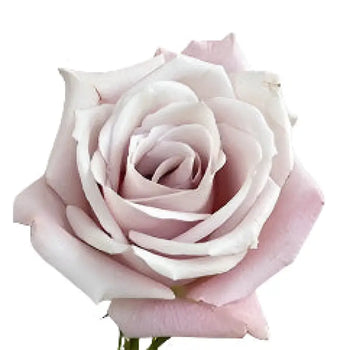 ROSE SWEET ESCIMO LIGHT PINK 50CM - bloombybunches
