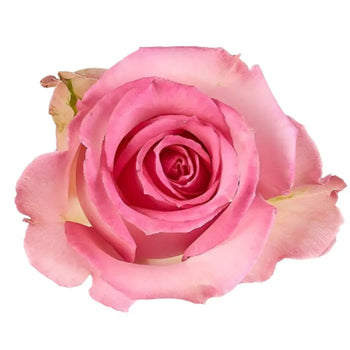 ROSE SWEET UNIQUE PINK 50CM - bloombybunches