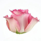 Load image into Gallery viewer, ROSE SWEET UNIQUE PINK 50CM - bloombybunches