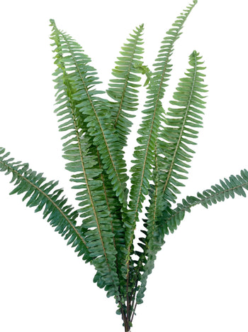 Close-up of green Sword Fern with stiff, lush leaves on tall stems, perfect for floral arrangements and bouquets