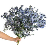 Load image into Gallery viewer, THISTLE / ERYINGIUM BLUE - bloombybunches