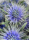 Load image into Gallery viewer, THISTLE / ERYINGIUM BLUE - bloombybunches