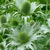 Load image into Gallery viewer, THISTLE / ERYINGIUM GREEN - bloombybunches