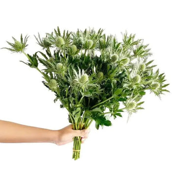 THISTLE / ERYINGIUM GREEN - bloombybunches