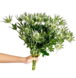 Load image into Gallery viewer, THISTLE / ERYINGIUM GREEN - bloombybunches