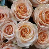 Load image into Gallery viewer, ROSE TIFFANY PEACH 50CM - bloombybunches