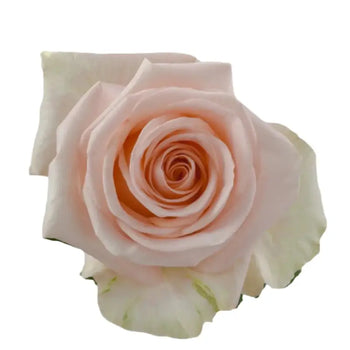TIFFANY PEACH ROSE - bloombybunches