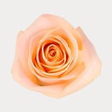 Load image into Gallery viewer, ROSE TIFFANY PEACH 50CM - bloombybunches