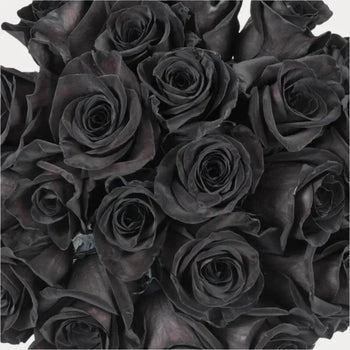 TINTED ROSE BLACK - Diy Wedding & Events - bloombybunches